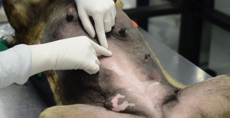 Φιλοζωικές ΜΚΟ απειλούν κτηνιάτρους