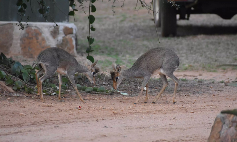 Ανατρεπτική έρευνα για τα θηλαστικά