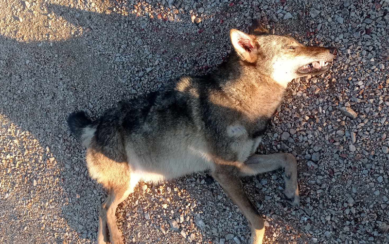 τροχαίο με λύκο