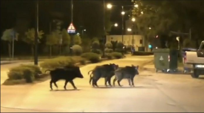 Αγριογούρουνα κόβουν βόλτες σε συνοικίες του Βόλου