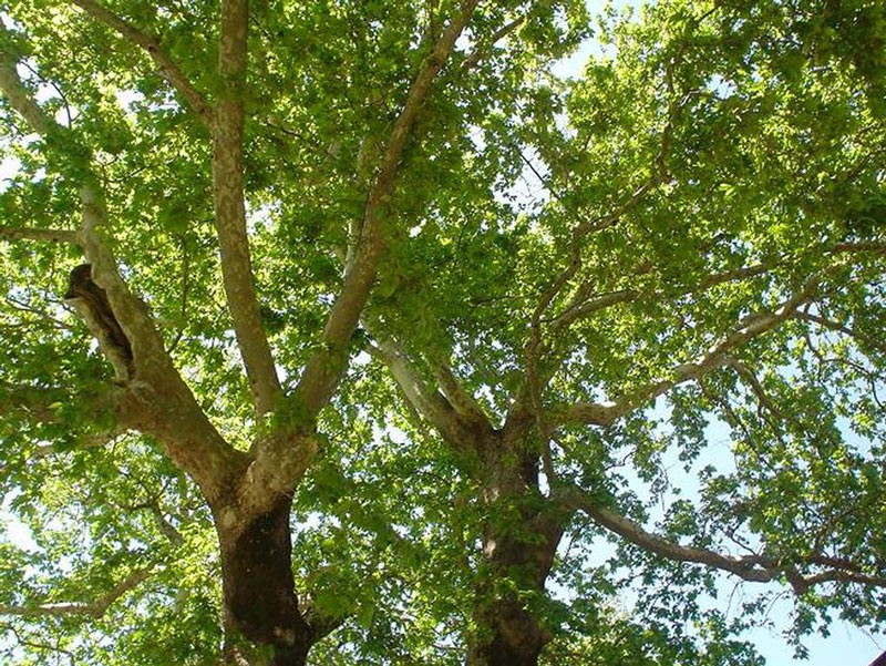 παράνομη υλοτομία