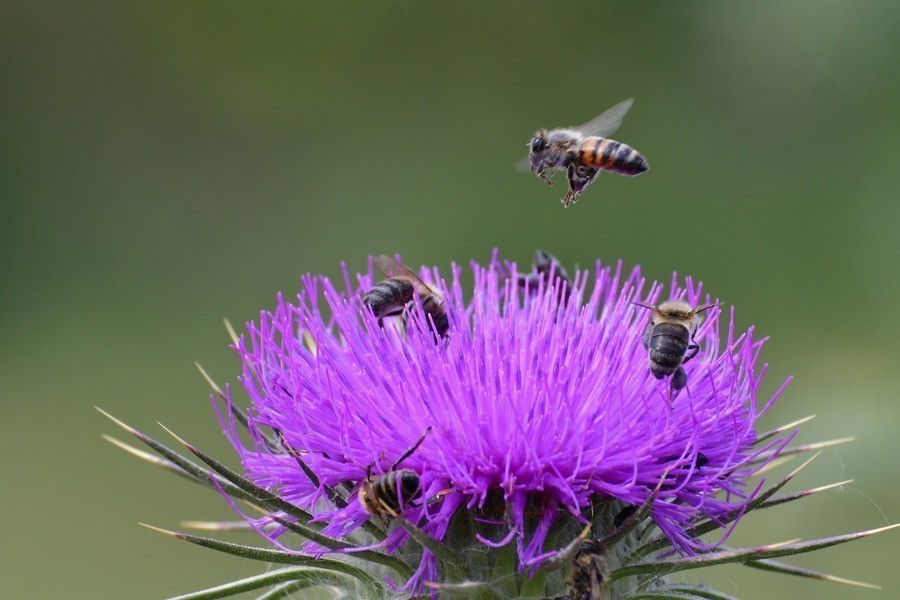 Επιστρέφουν οι μέλισσες στο δάσος της Δαδιάς
