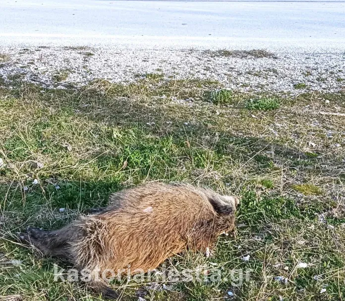 τροχαίο με αγριογούρουνο
