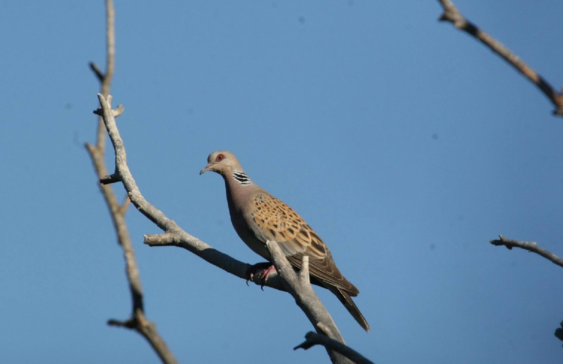 θήρα του τρυγονιού