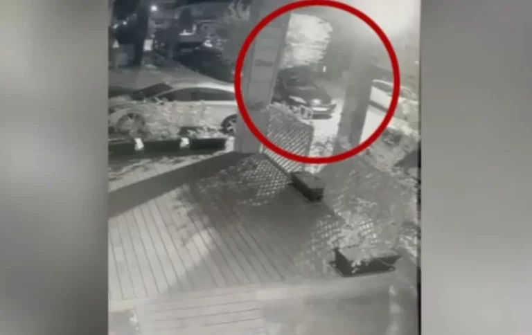 Νέα Ιωνία: 120.000 ευρώ πρόστιμο σε 69χρονη που πέταξε στα σκουπίδια 4 κουταβάκια