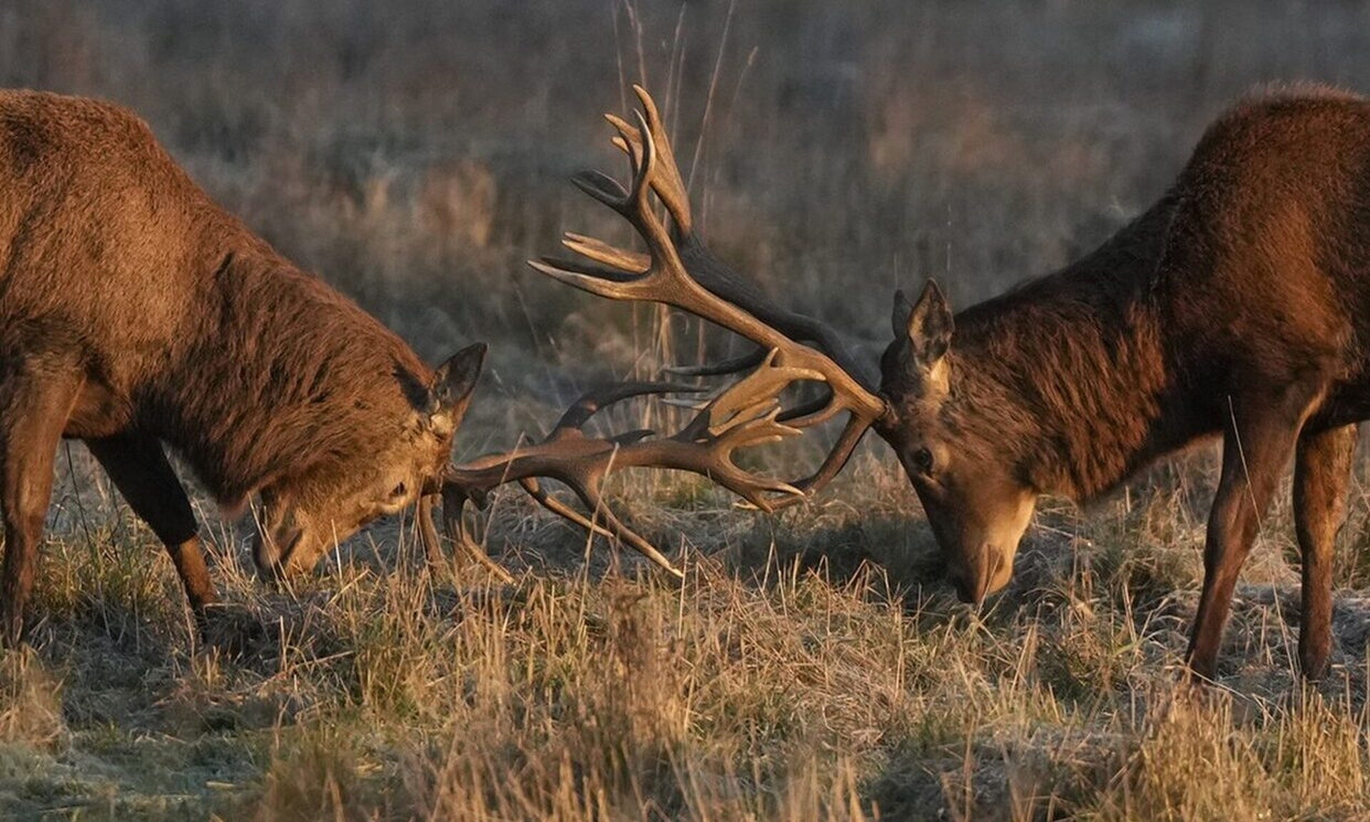 ΗΠΑ : Φόβοι ότι κυνηγοί πέθαναν από τη νόσο των «ελαφιών ζόμπι» - Πώς μολύνθηκαν