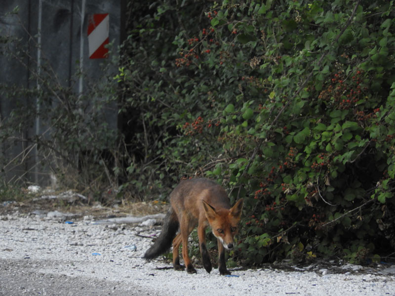 Καταπολέμηση και Επιτήρηση της λύσσας