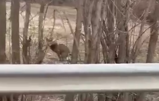 Οι σπάνιοι μας έχουν όλους κυριολεκτικά χ@@@@ους.