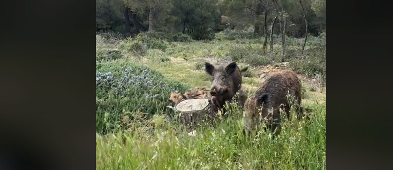 Οικογένεια αγριογούρουνων βολτάρει στην Πάρνηθα