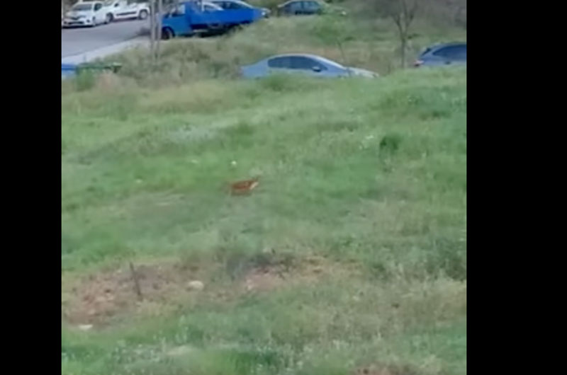 Επίθεση αλεπούς σε γάτα σε συνοικία της Αττικής...VIDEO