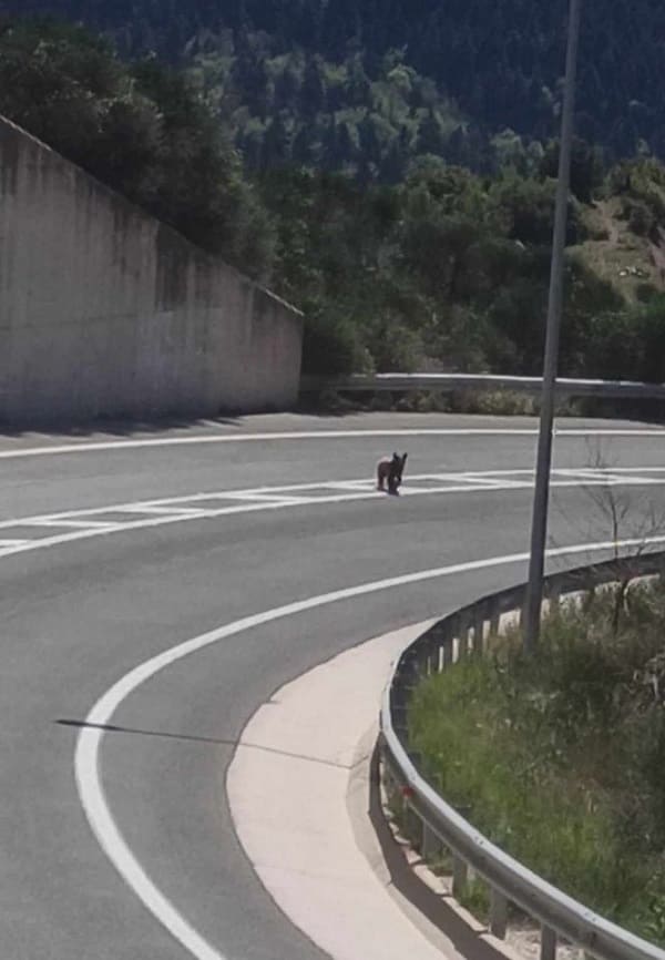 Βόλτα αρκούδας στον κόμβο Μετσόβου.