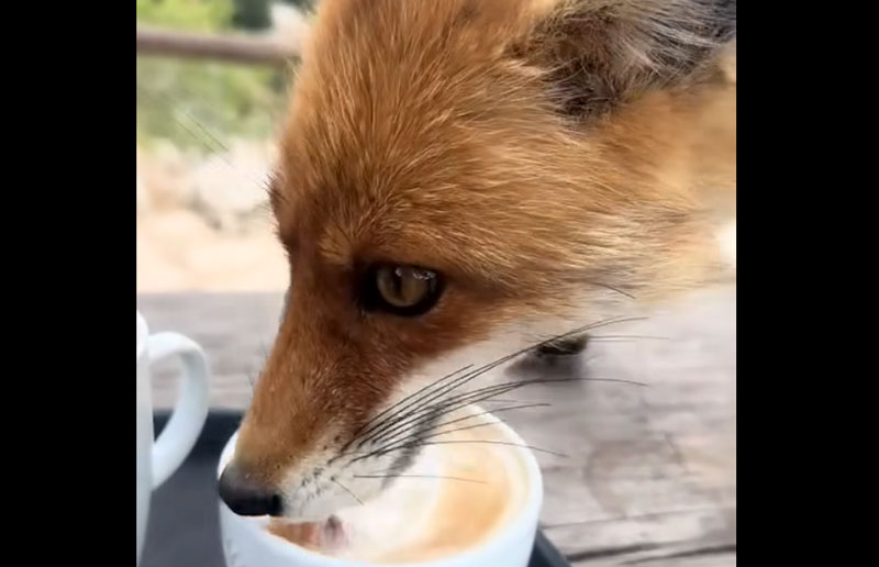 Απίστευτο : Αλεπού απολαμβάνει τον καπουτσίνο της στην Πάρνηθα....VIDEO