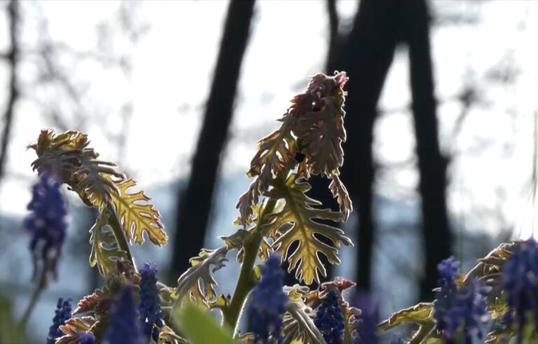 Δαδιά: Ελπίδες αναγέννησης του δάσους ένα χρόνο μετά την καταστροφική φωτιά