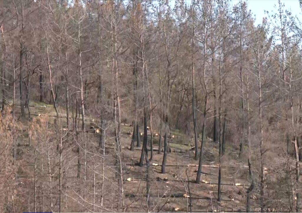 Δαδιά: Ελπίδες αναγέννησης του δάσους ένα χρόνο μετά την καταστροφική φωτιά