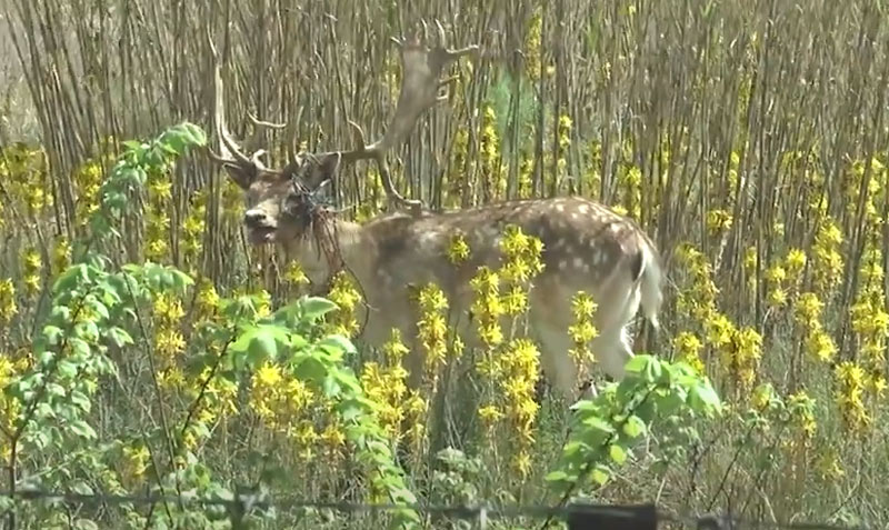 Τρομαγμένο ελάφι