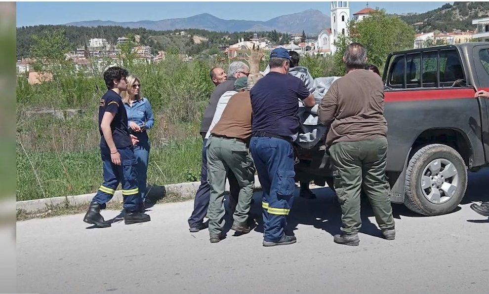 Σέρρες: Η περιπέτεια του ελαφιού που γυρνούσε στην πόλη έλαβε τέλος...VIDEO