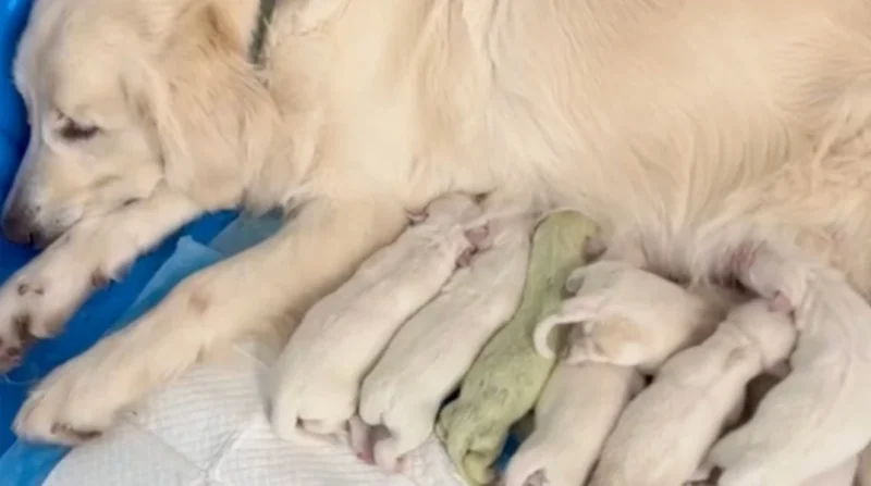 Golden Retriever γέννησε πράσινο κουταβάκι στη Φλόριντα...VIDEO
