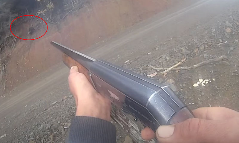 Τουφεκιά σε κυνήγι αγριόχοιρου