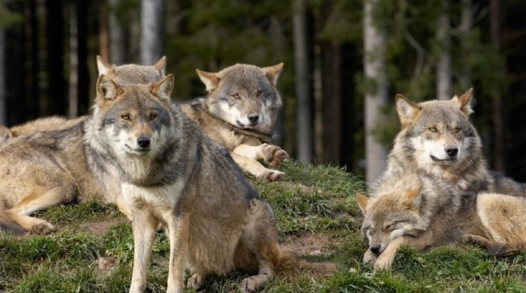 αγέλη λύκων