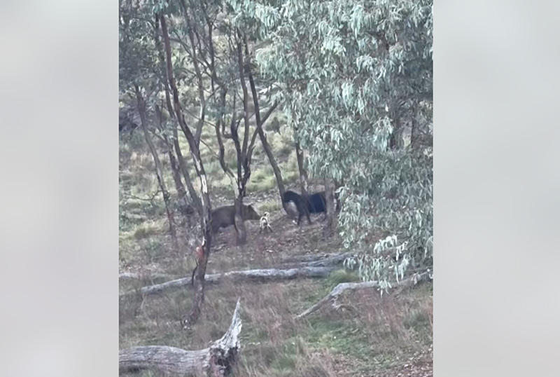 Επίθεση αγριογούρουνου σε κατσικάκι