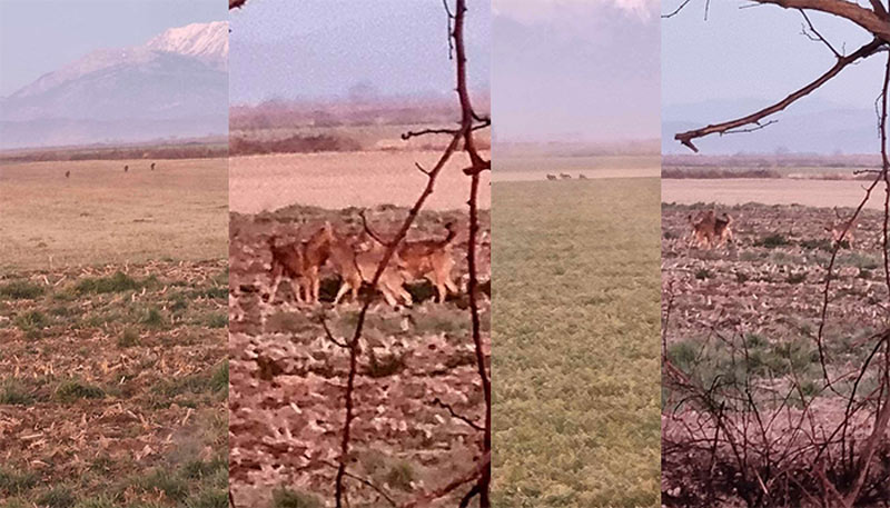 Λύκοι στο κέντρο της Κωπαίδας