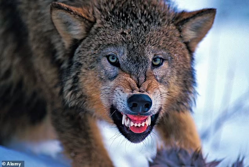 Λύκοι κατασπάραξαν τον μικρό Εμίλ...VIDEO