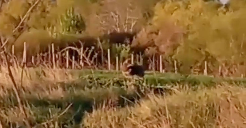 Λύκος ψάχνει για αδέσποτα