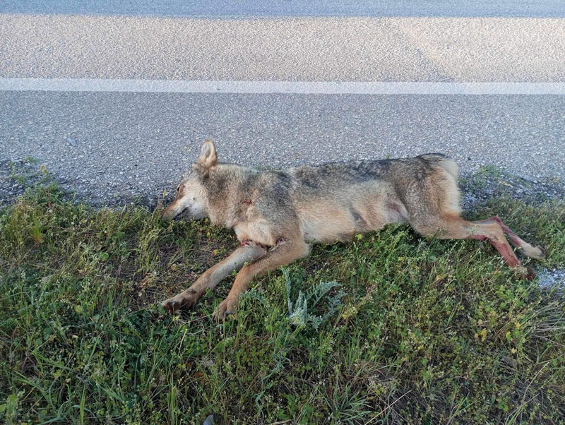 τροχαίο με λύκο