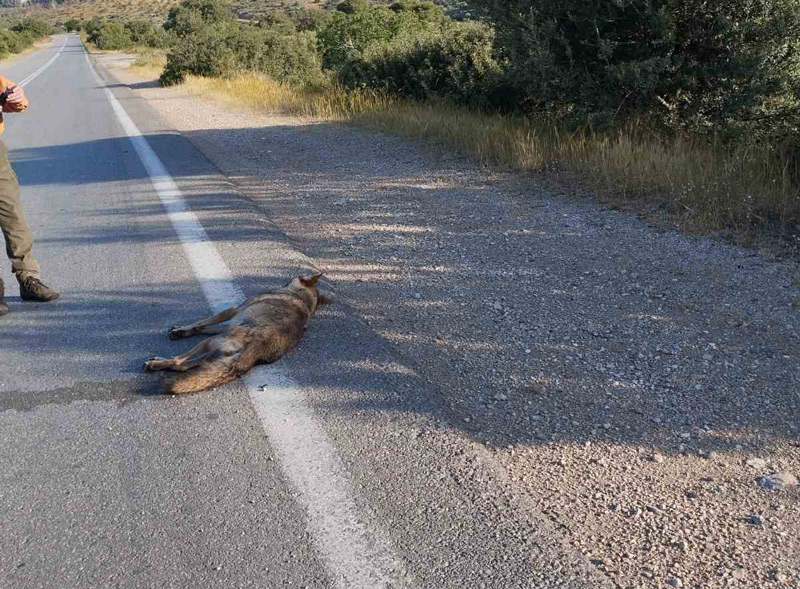 τροχαίο με λύκο