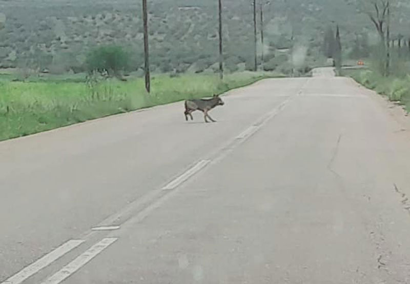 Ο κακός λύκος