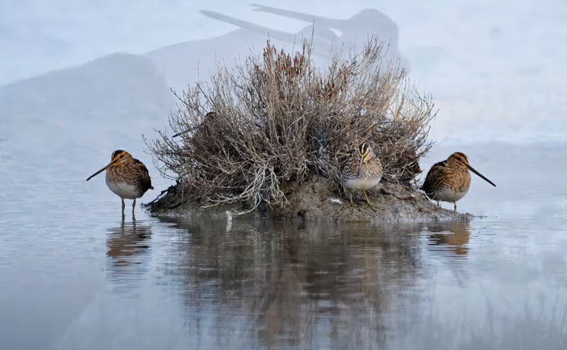 Τουφεκιές σε μπεκατσίνια