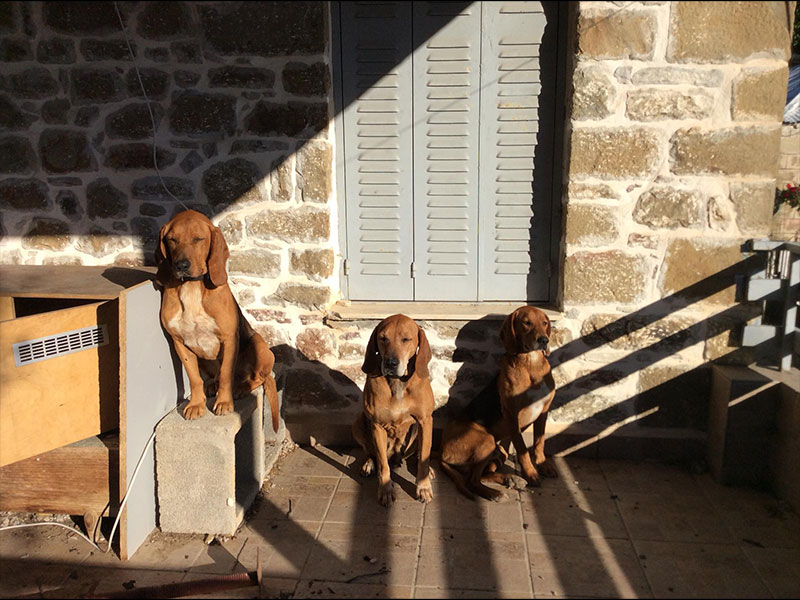 Νεκρά δυο γουρουνόσκυλα από επίθεση λύκων στη Μακρακώμη