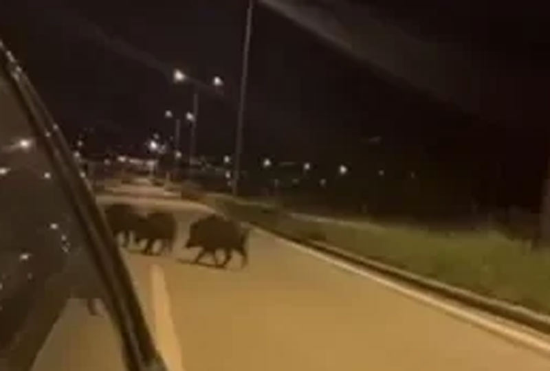 Κοζάνη : Αγέλη από αγριογούρουνα κάνει βόλτα στο δρόμο προς Πτολεμαΐδα...VIDEO
