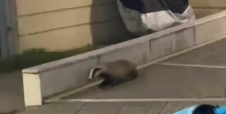 ασβός στην Κοζάνη