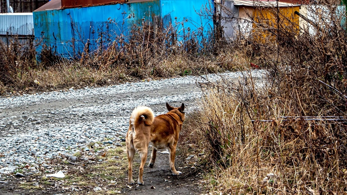 Αλεξανδρούπολη: Πρόστιμο 2.000 ευρώ σε ιδιοκτήτη σκύλου - Τον άφησε χωρίς νερό
