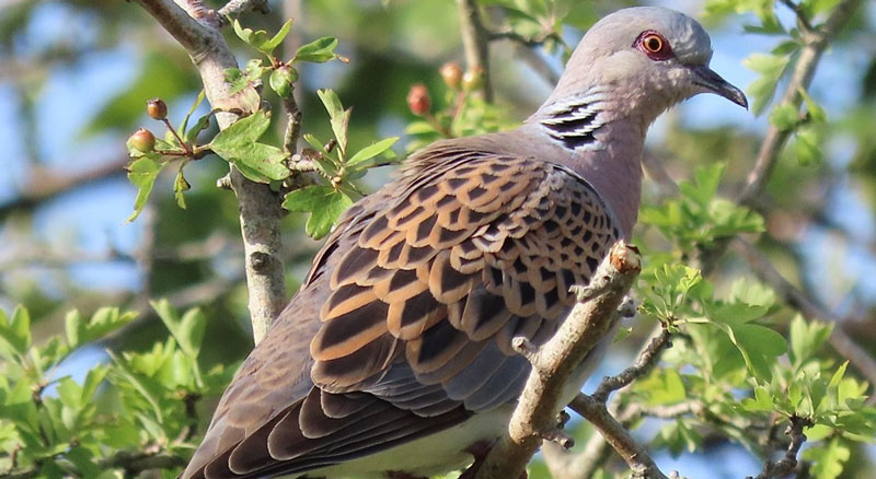 λαθροθηρία τρυγονιών στη Ζάκυνθο
