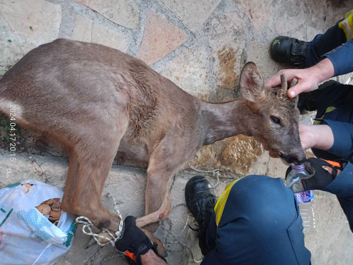 Μενίδι Αμφιλοχίας: Ζαρκάδι έκανε βόλτες στο χωριό και εγκλωβίστηκε σε αυλή