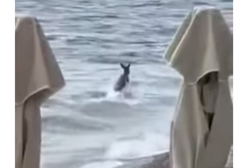 Ζαρκάδι στη...θάλασσα