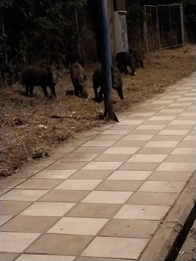 ΛΑΡΙΣΑ: Νυχτερινή τσάρκα για αγριογούρουνα απέναντι από το ΓΝΛ