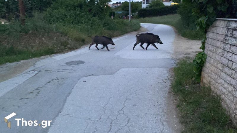 Αγριογούρουνα έκαναν τη βόλτα τους στο Φίλυρο