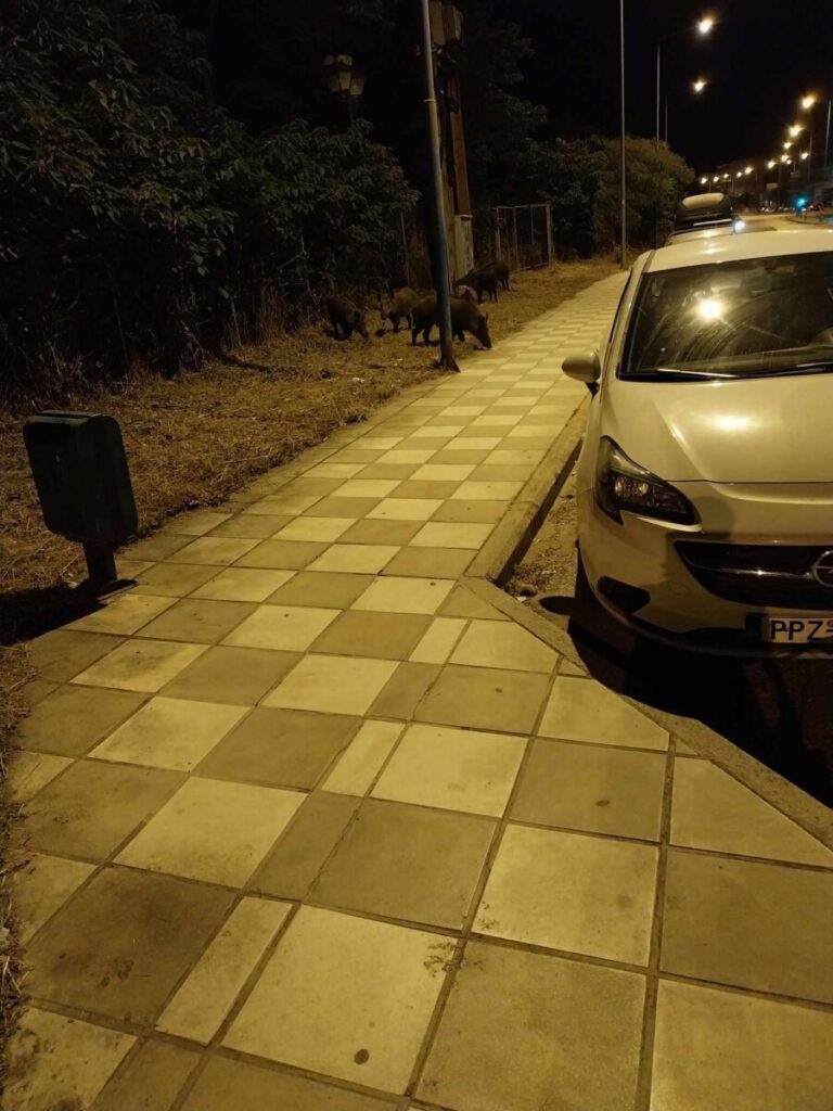 ΛΑΡΙΣΑ: Νυχτερινή τσάρκα για αγριογούρουνα απέναντι από το ΓΝΛ
