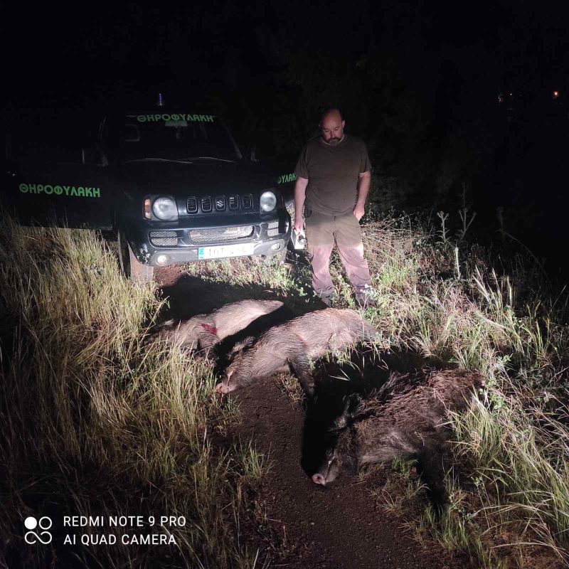 Κρούσμα νυχτερινής λαθροθηρίας αγριόχοιρων στη Λαμία