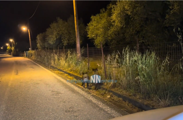 Αγριογούρουνα στην μέση του δρόμου ανάμεσα σε αυτοκίνητα στη Ναυπακτία...VIDEO