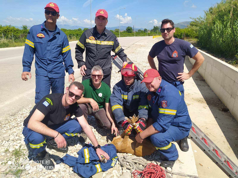Διάσωση ζαρκαδιού από τη θηροφυλακή της Ε' ΚΟΗ και τον Κ.Σ. Άρτας