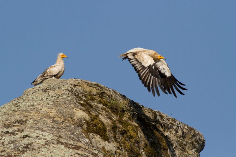 Ο Κόκκινος Κατάλογος απειλούμενων ειδών