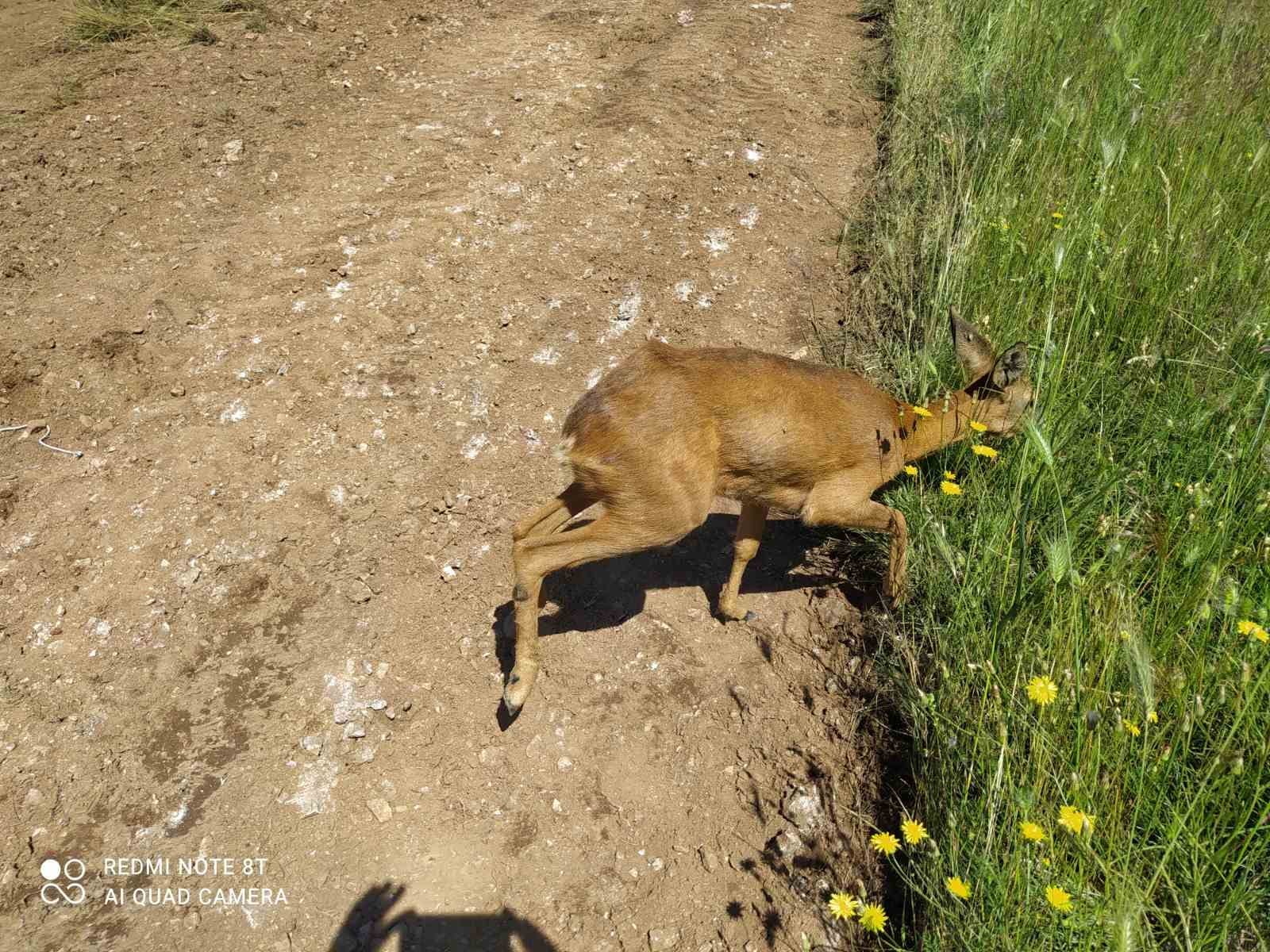 Διάσωση ζαρκαδιού από τη θηροφυλακή της Ε' ΚΟΗ και τον Κ.Σ. Άρτας