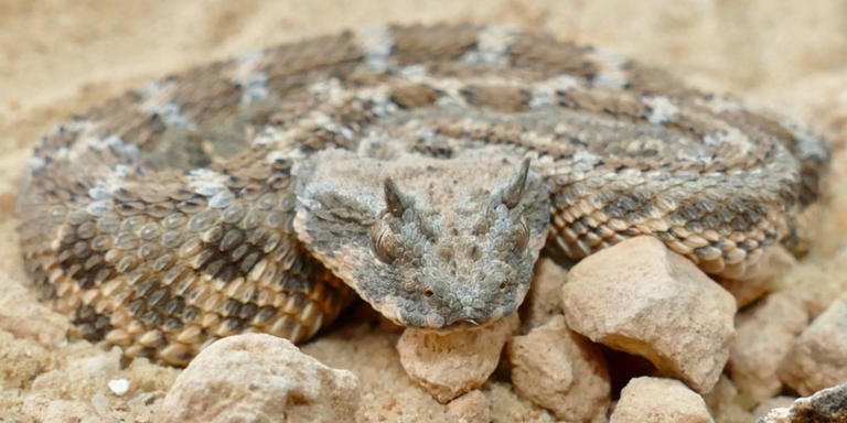 Η κλιματική κρίση μπορεί να προκαλέσει μαζική μετανάστευση ιοβόλων φιδιών