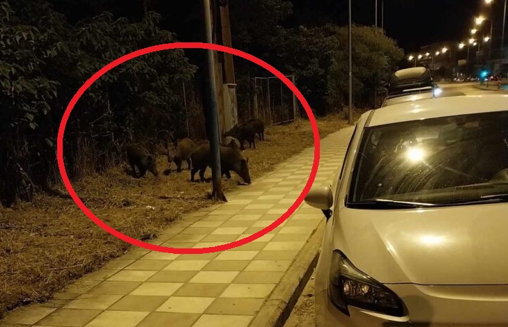 ΛΑΡΙΣΑ: Νυχτερινή τσάρκα για αγριογούρουνα απέναντι από το ΓΝΛ