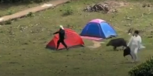 Χονγκ Κονγκ: Αγριογούρουνο πήρε στο… κυνήγι τουρίστριες...VIDEO