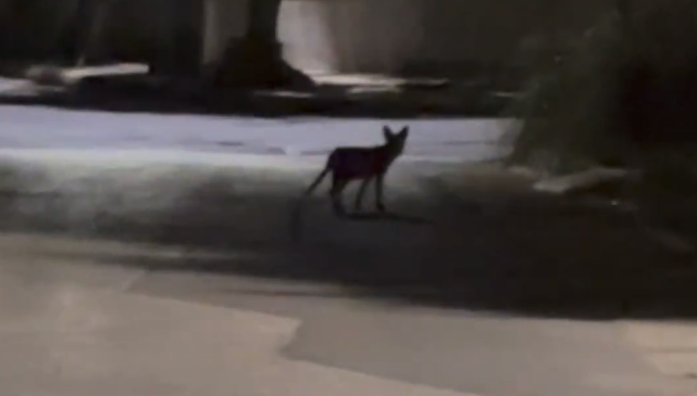 Αλεπού κυνηγάει γάτες στους δρόμους του Αλίμου....VIDEO